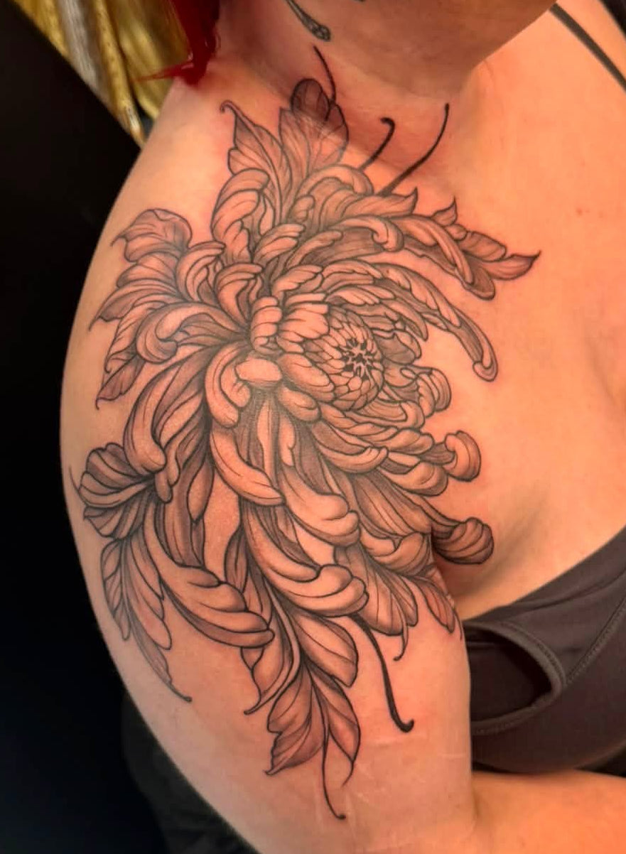 Chrysanthemum
