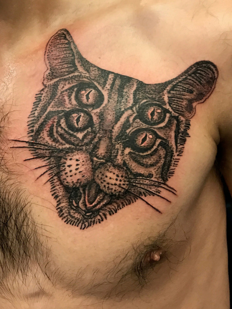 kitty