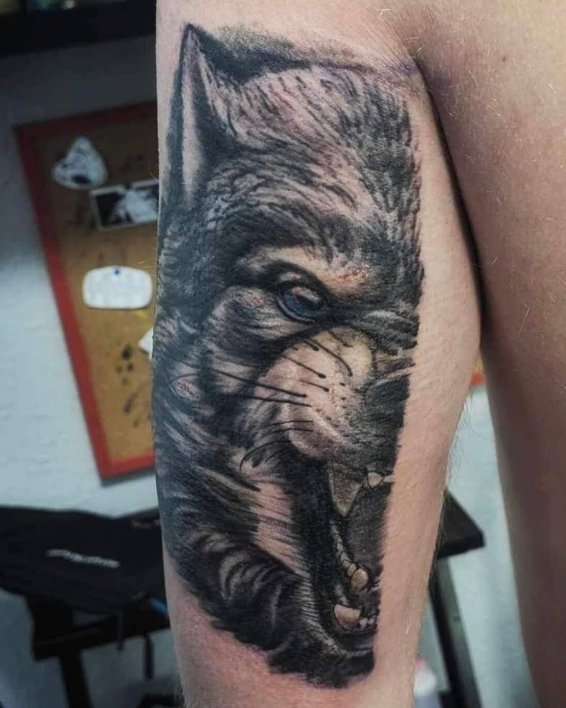 Snarling Wolf Portrait