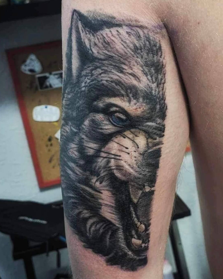 Snarling Wolf Portrait
