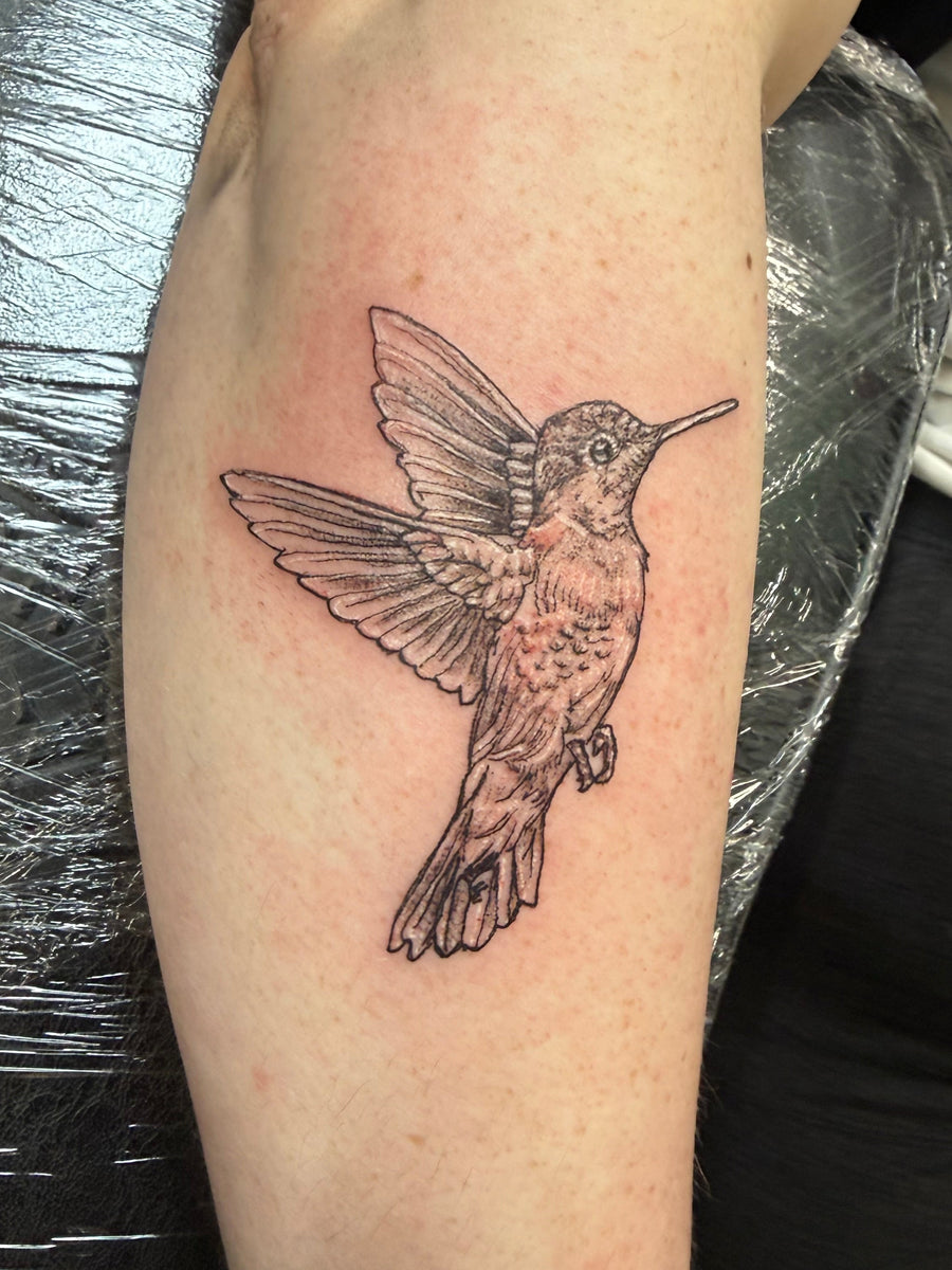 hummingbird